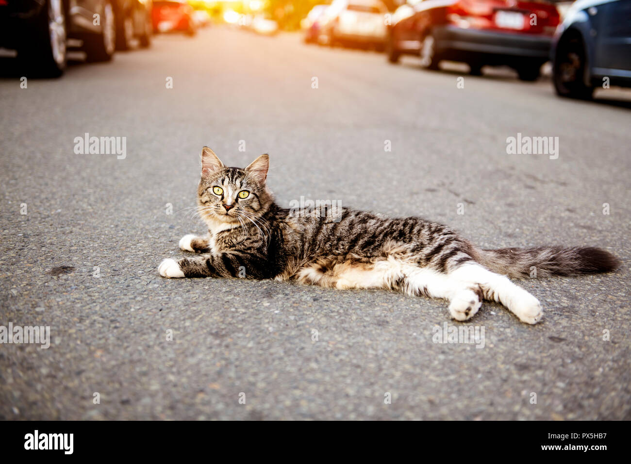 Un gatto randagio senzatetto, outdoor pet in strada Foto Stock