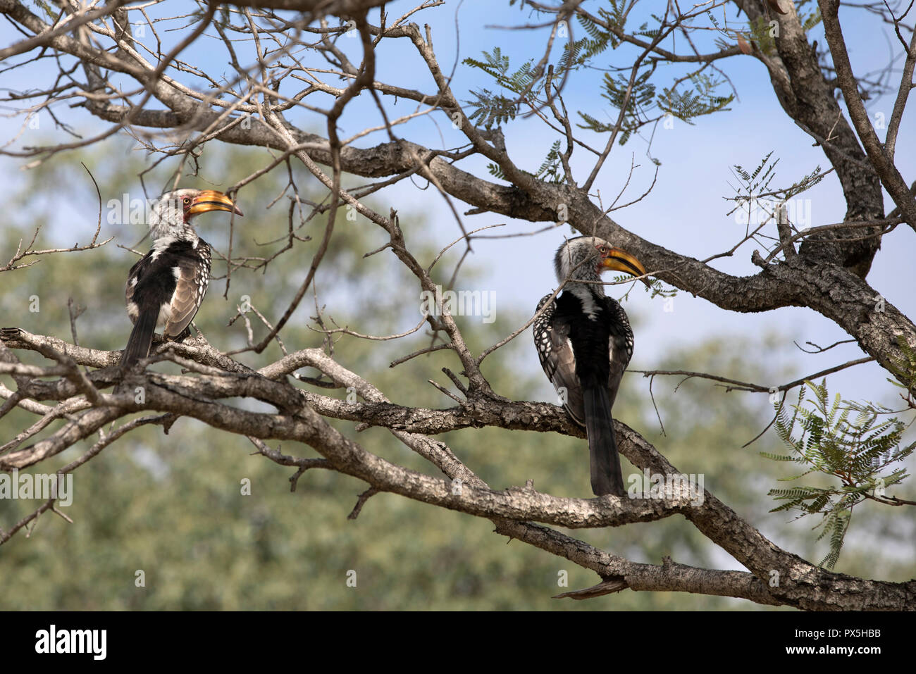 Hornbills sull albero. Parco Nazionale di Kruger. Sud Africa. Foto Stock