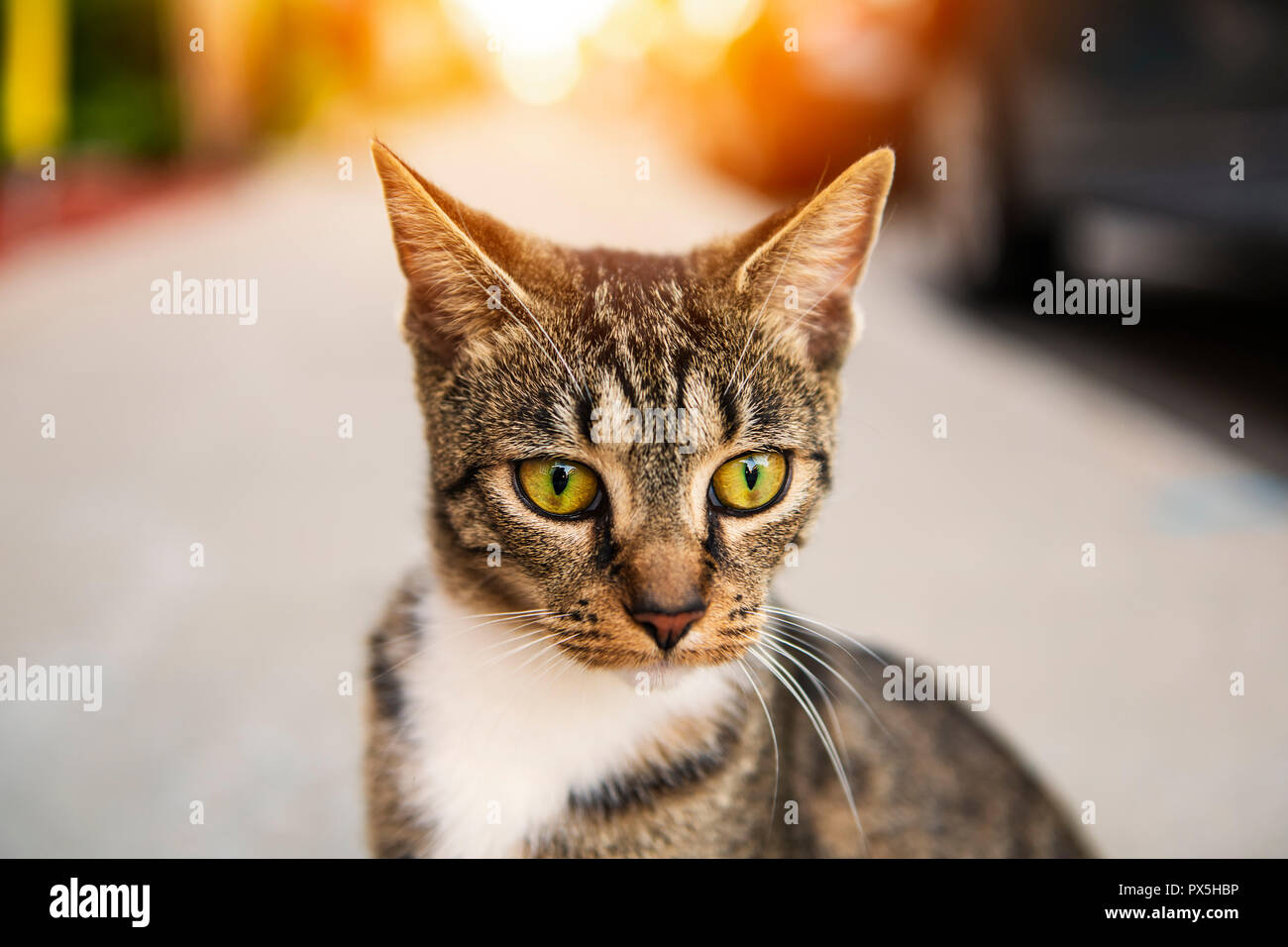 Un gatto randagio senzatetto, outdoor pet in strada Foto Stock