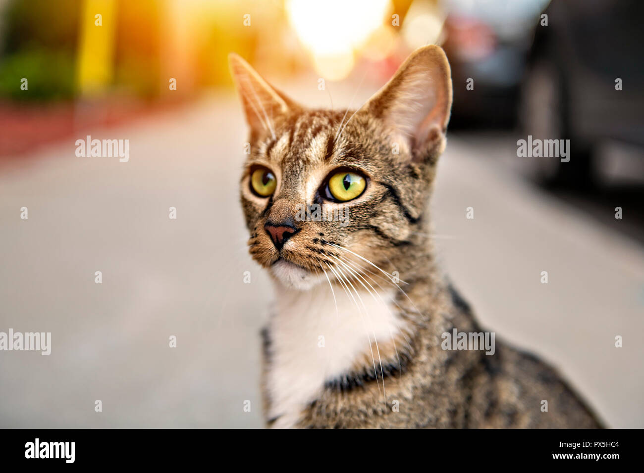 Un gatto randagio senzatetto, outdoor pet in strada Foto Stock