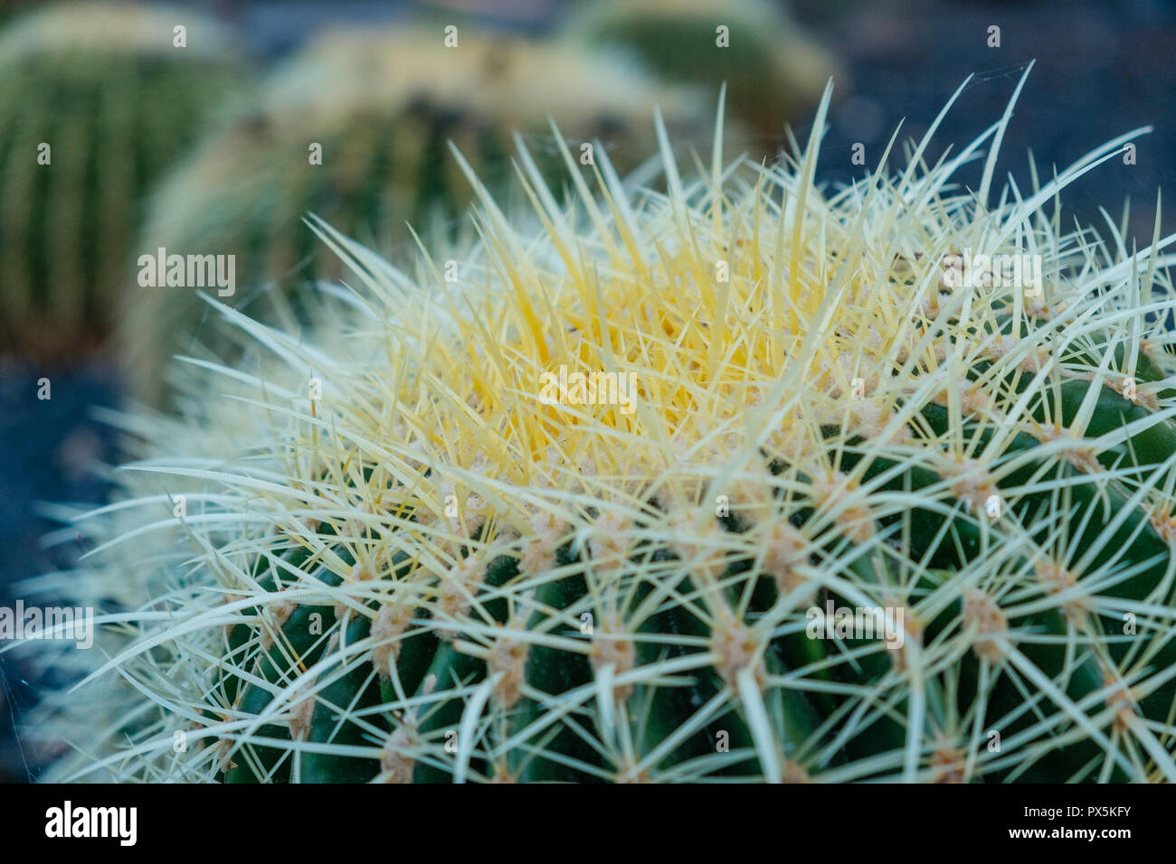 Impianto di cactus closeup, cactus impianto outdoor macro Foto Stock