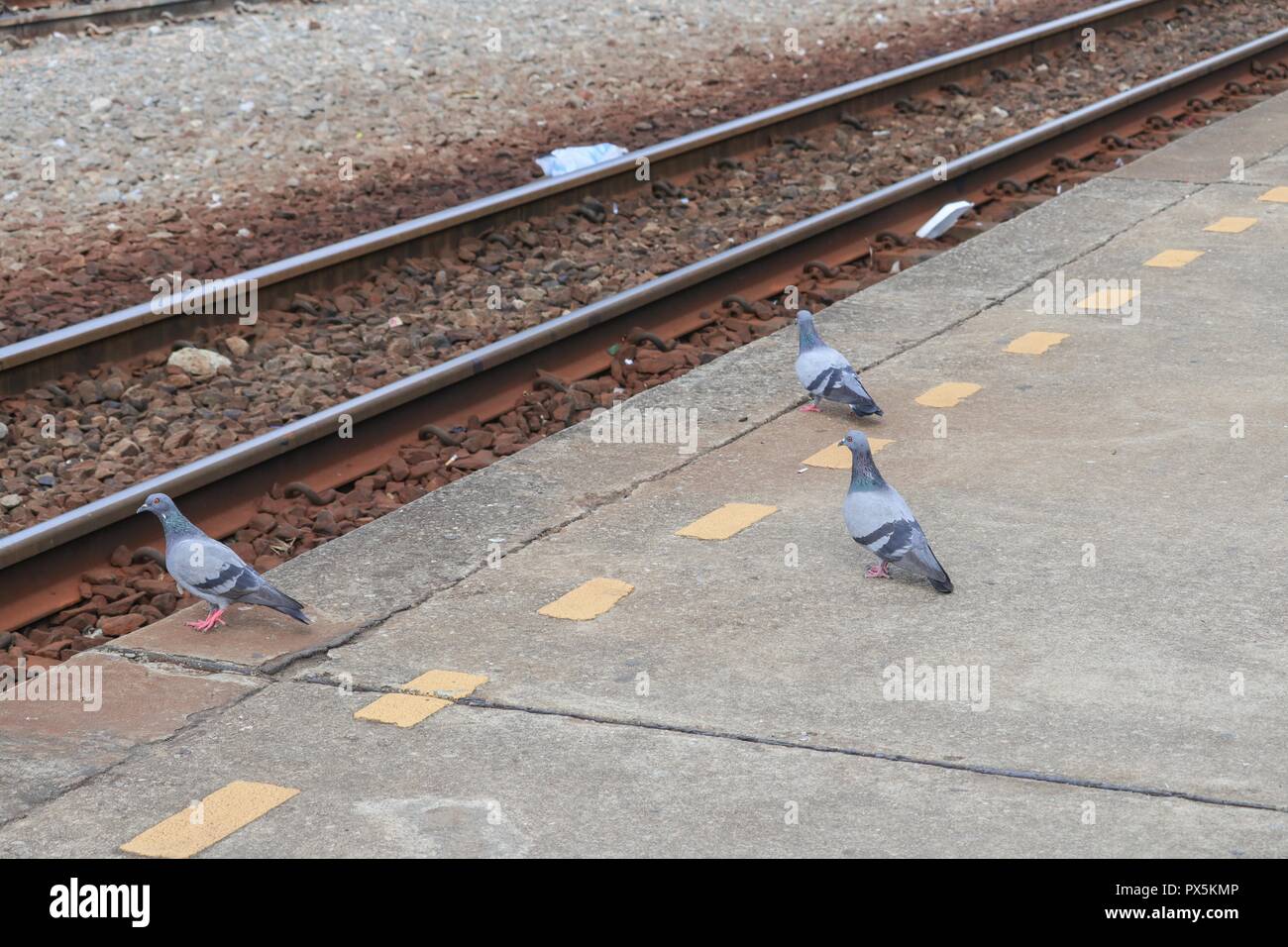 Piccione o bordo di colomba i binari della ferrovia con copia spazio per aggiungere del testo Foto Stock
