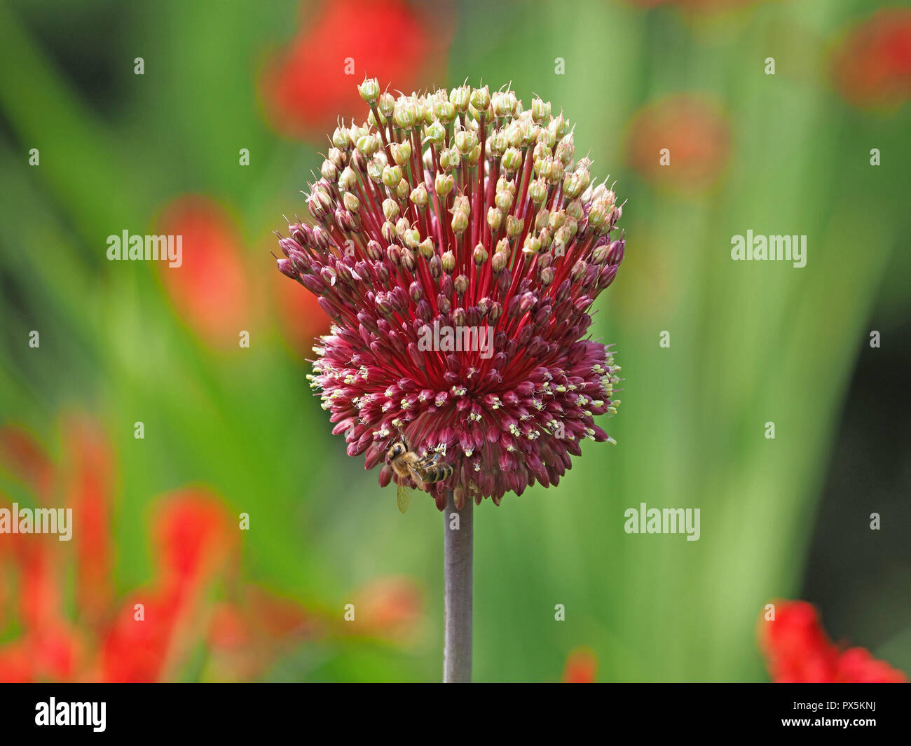 Honeybee impollinatori (Apis melifera) visitando la semina flowerhead di round-guidato il porro (Allium Red Mohicano) nel giardino ornamentale in London, England, Regno Unito Foto Stock
