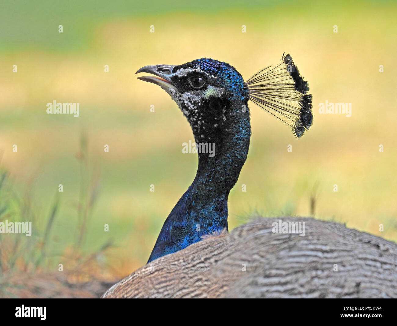Maschio Pavone indiano o Peafowl indiano (Pavo cristatus) con piumaggio iridescente e cresta seduto sul terreno sabbioso in giardino in London, England, Regno Unito Foto Stock
