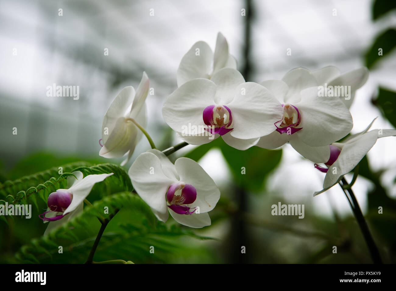 Le orchidee bianche con centro viola in Lembang, Indonesia Foto Stock