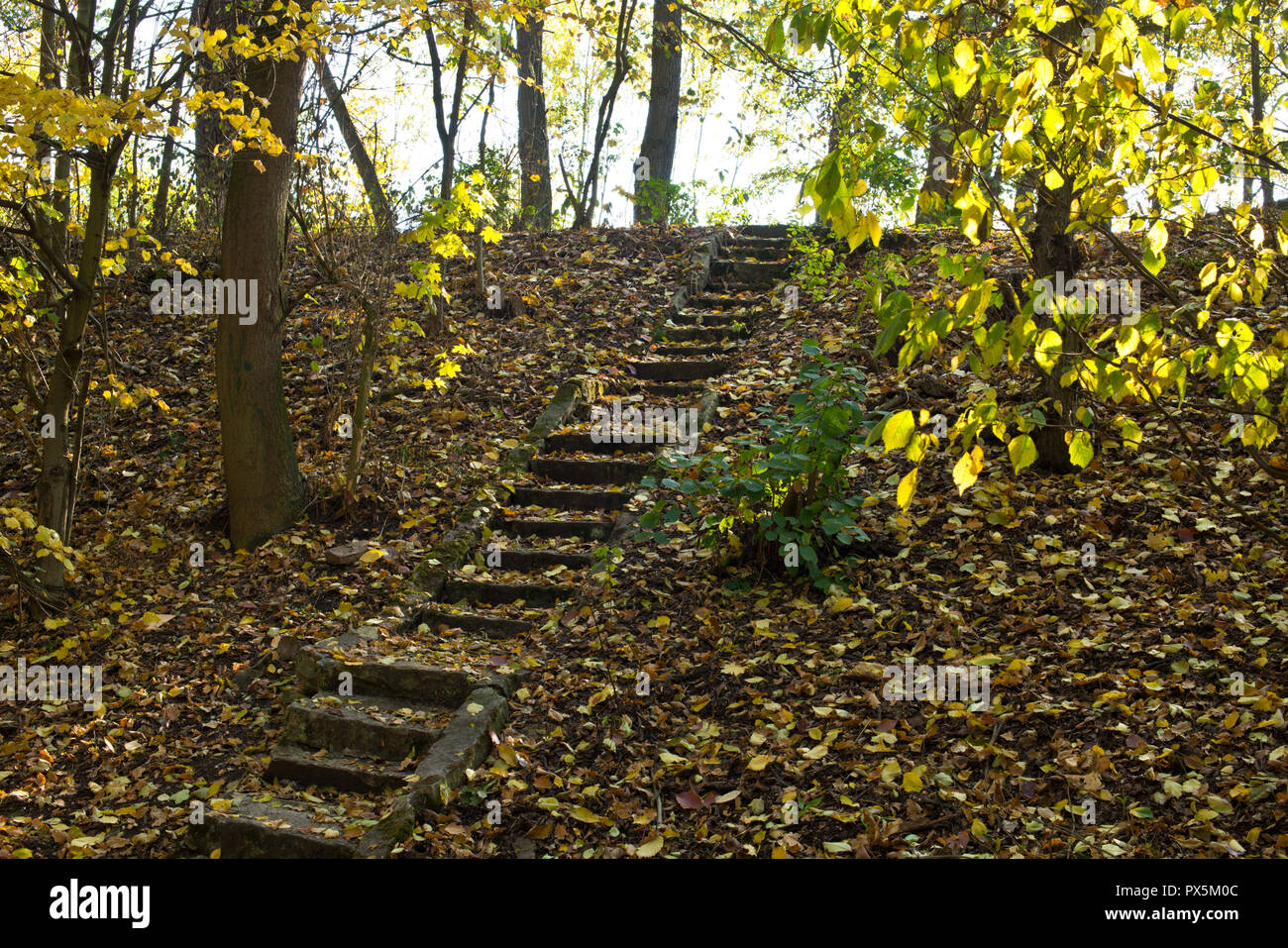 Vecchie scale di pietra nel bosco in autunno. Foto Stock