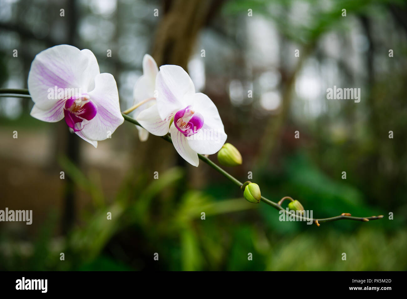 White Phalaenopsis orchidee con centro viola in Lembang, Indonesia Foto Stock
