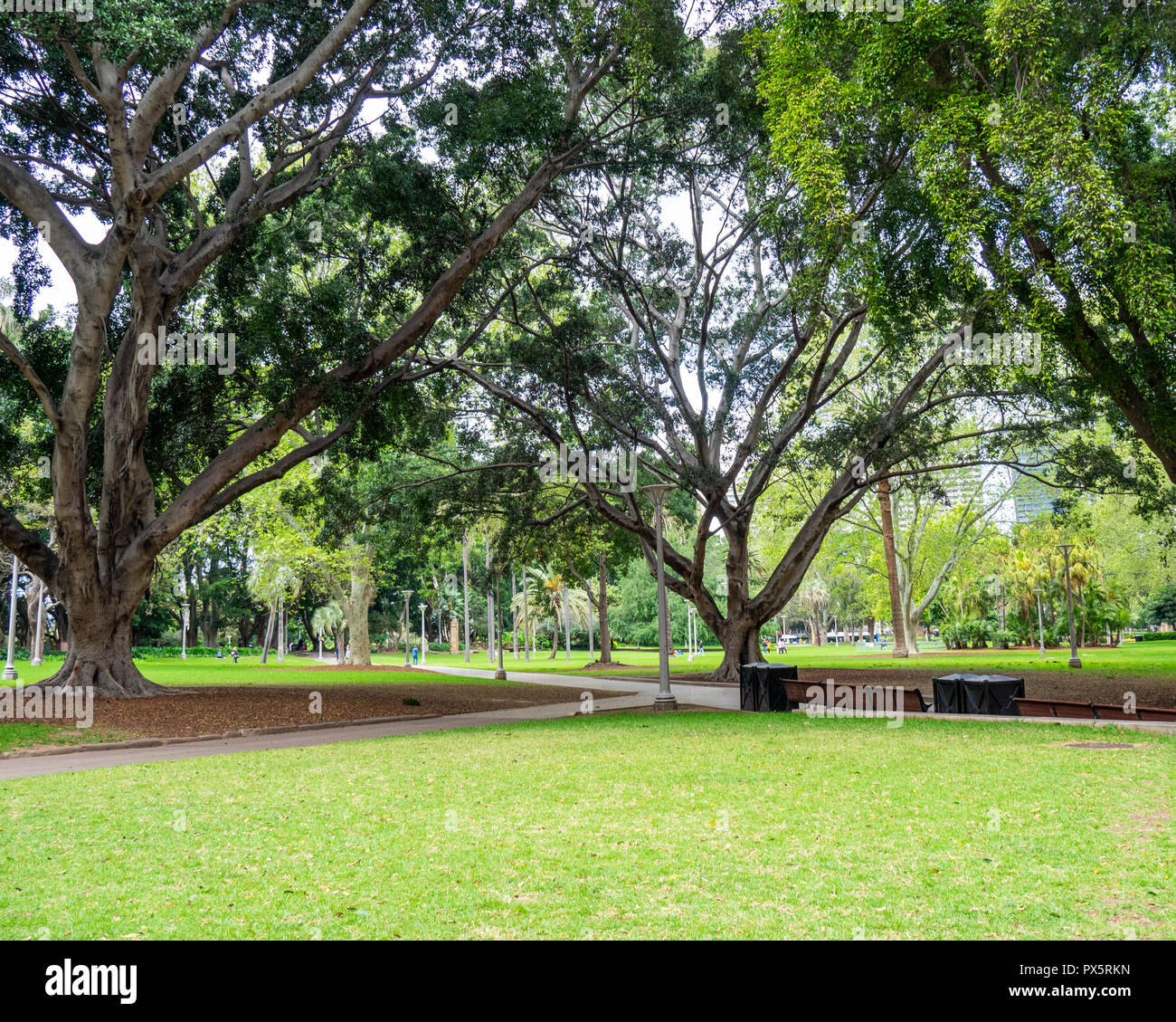 Colline ficus alberi in Hyde Park Sydney NSW Australia. Foto Stock