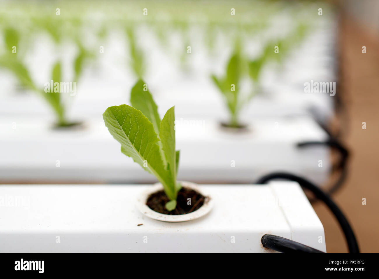 Organici vegetali hydroponic farm. Le righe di lattuga in serra. Dalat. Il Vietnam. Foto Stock