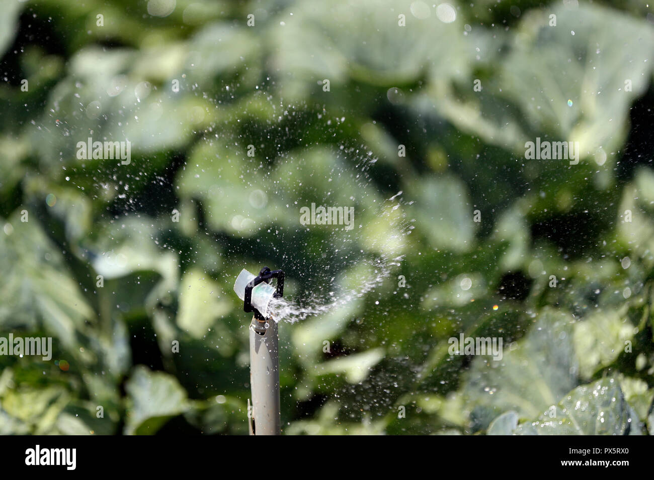 Fattoria di vegetali. Close-up di sprinkler agricoli sul campo. Dalat. Il Vietnam. Foto Stock