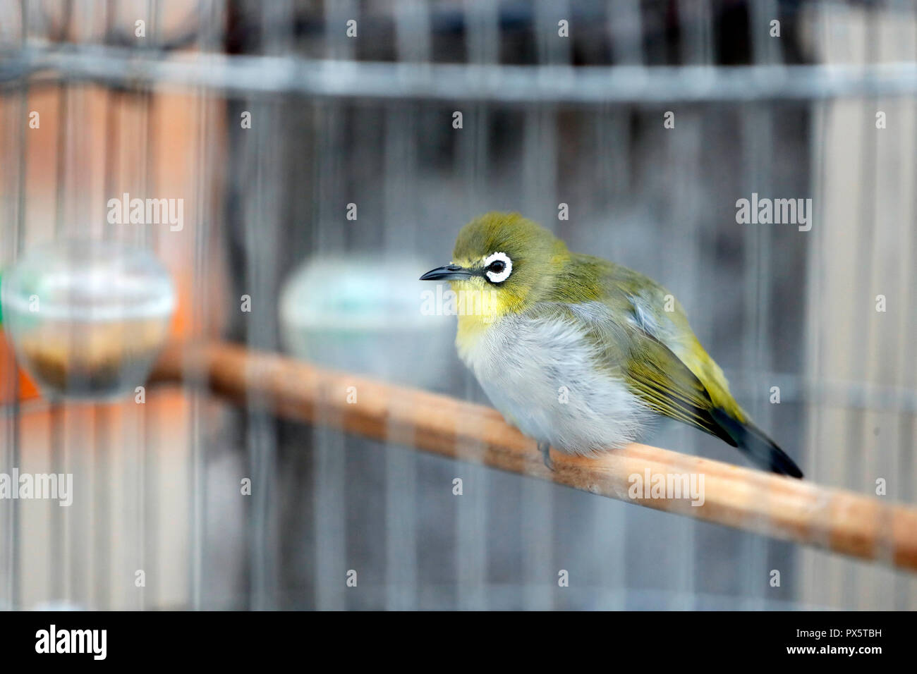 In primo piano di uccello in gabbia. In Cai Be. Il Vietnam. Foto Stock