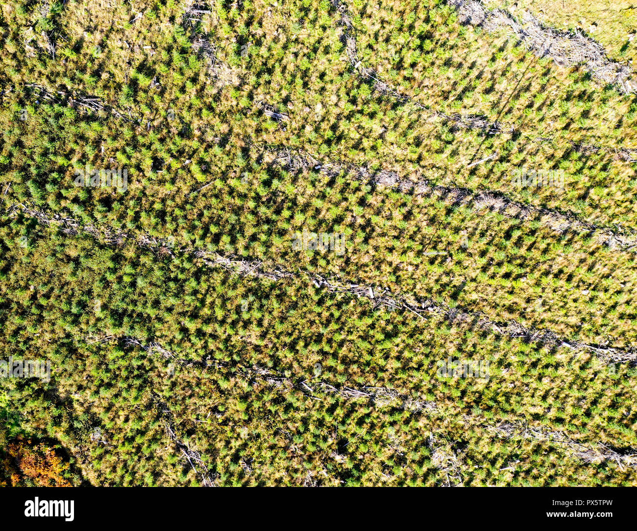 Drone vista aerea del giovane piantagione di alberi Foto Stock