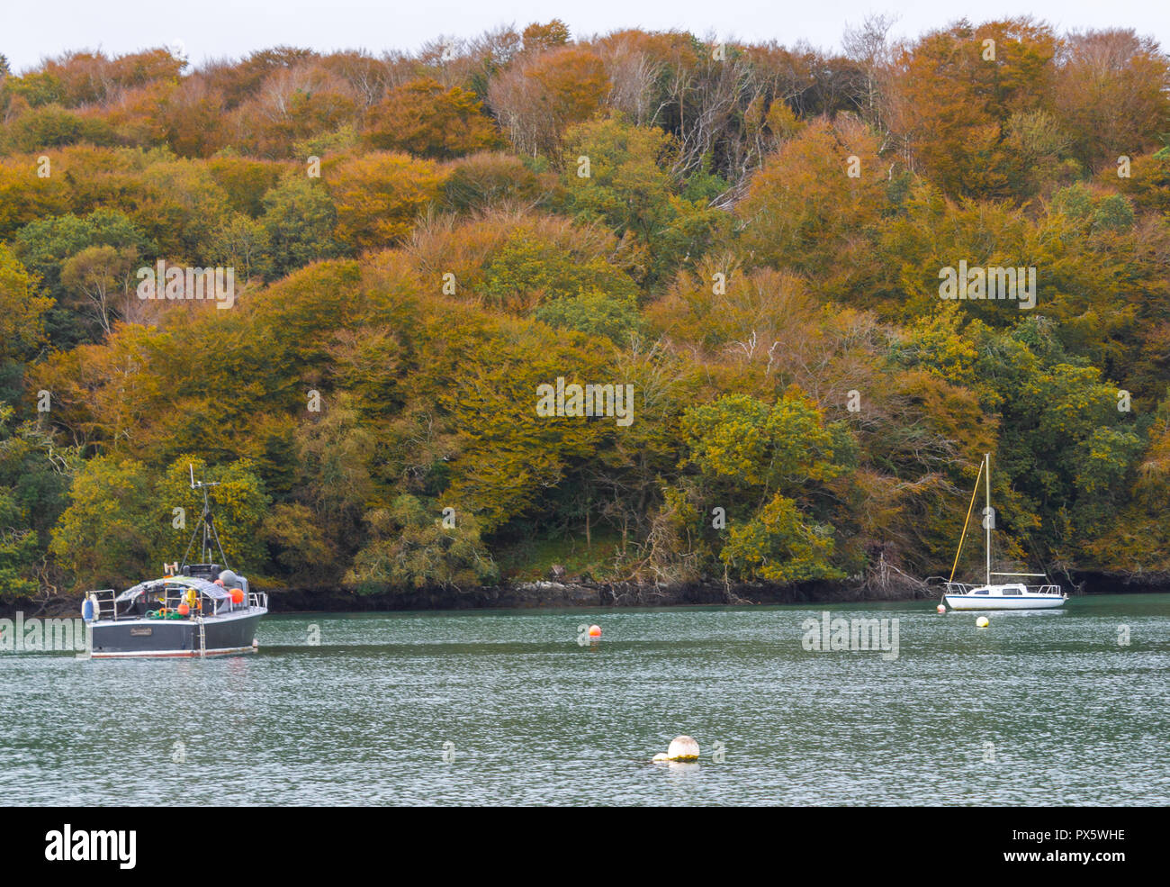 Colori di giallo e marrone di foglie di autunno o anta colori o colori su alberi che crescono al fianco di un estuario. Foto Stock