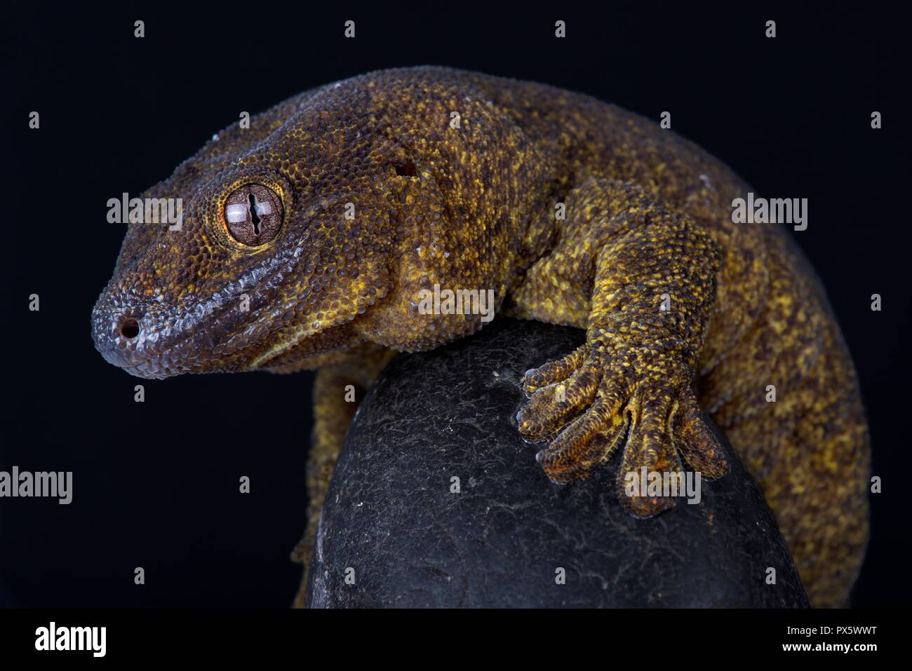 Il gigante di bronzo (gecko Ailuronyx trachygaster) è una specie di enigmatico raramente visto a causa della sua preferenza per il restante alto sopra della terra, e anche Foto Stock