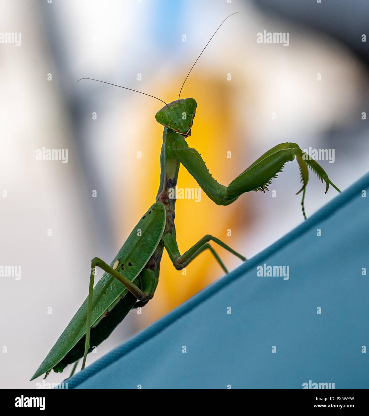 Una mantide religiosa Foto Stock