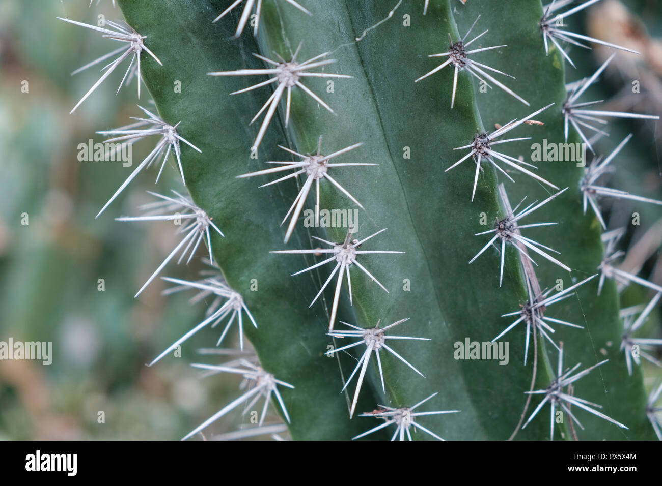 Impianto di cactus closeup, cactus impianto outdoor macro Foto Stock