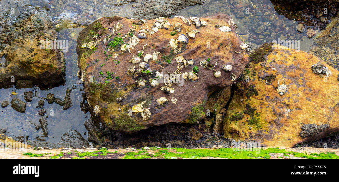 Ostriche di roccia attaccata alla pietra arenaria erosa in un rockpool a Woolloomooloo Bay Sydney NSW Australia. Foto Stock