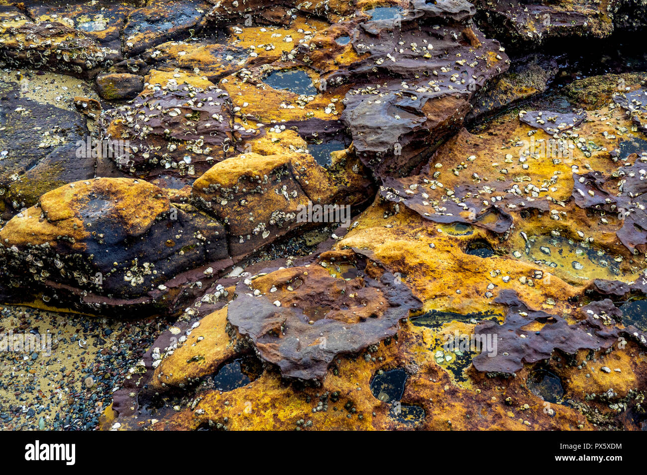 Ostriche di roccia attaccata alla pietra arenaria erosa in un rockpool a Woolloomooloo Bay Sydney NSW Australia. Foto Stock