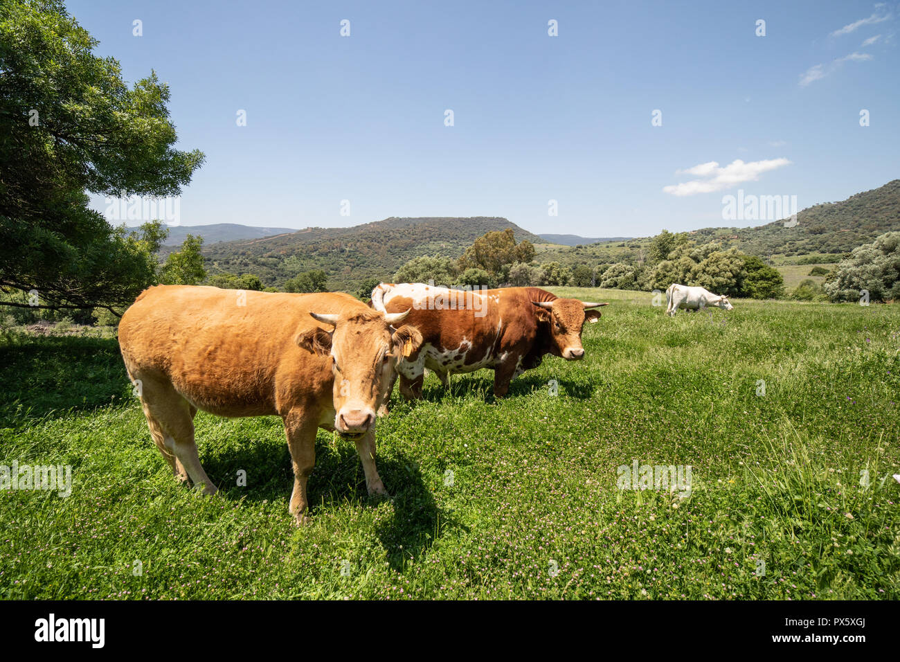 Le vacche nel selvaggio Foto Stock