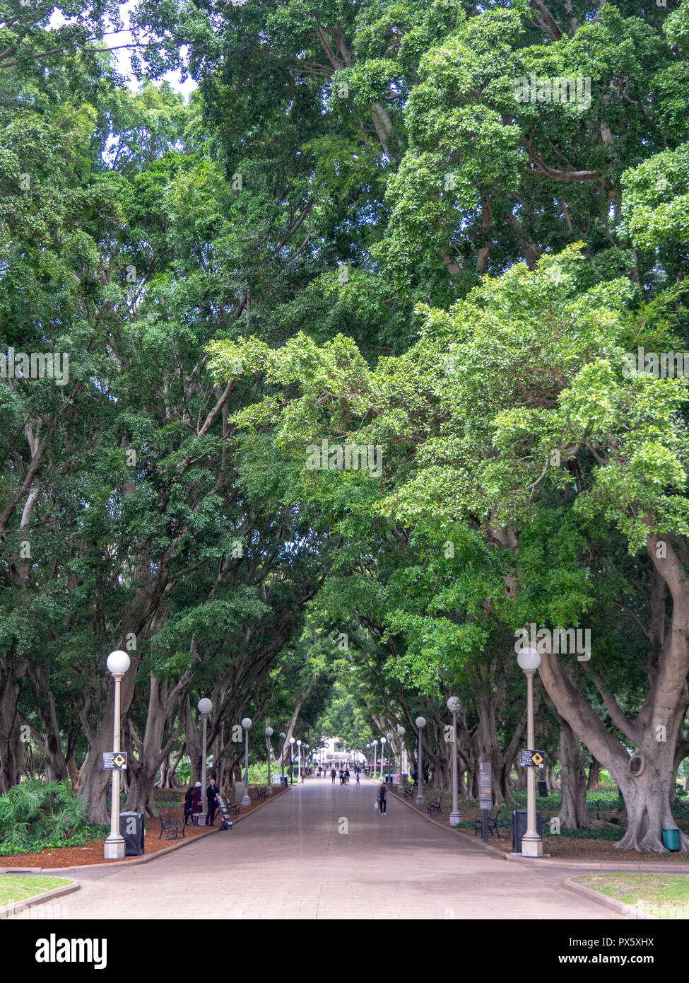 Colline ficus alberi che fiancheggiano viale pedonale in Hyde Park Sydney NSW Australia. Foto Stock