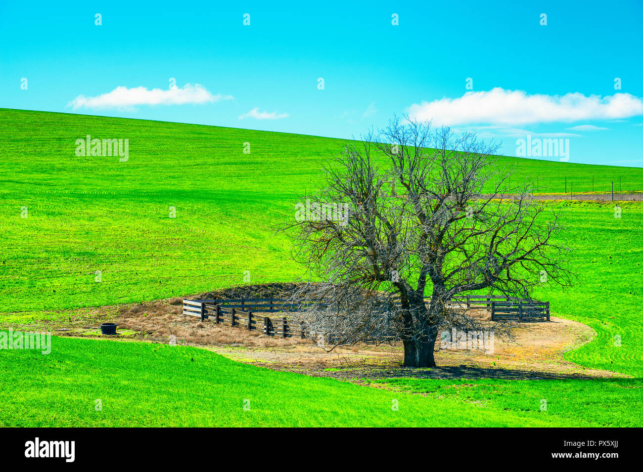White Oak tree e un recinto su un dolce versante collinare in Oregon rurale Foto Stock