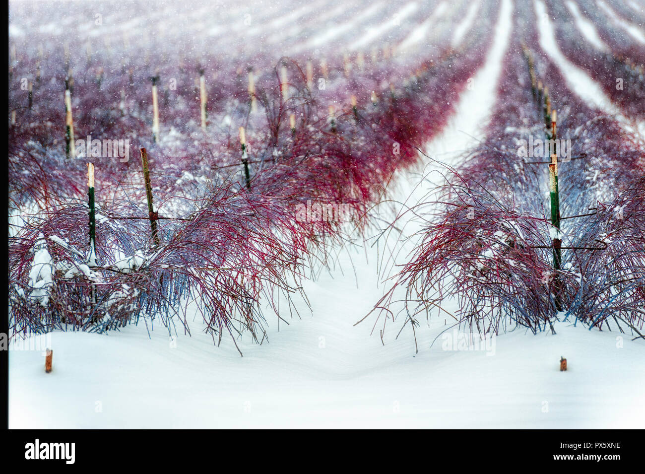 Righe di Blue Berry boccole appesantita da caduta di neve. Foto Stock