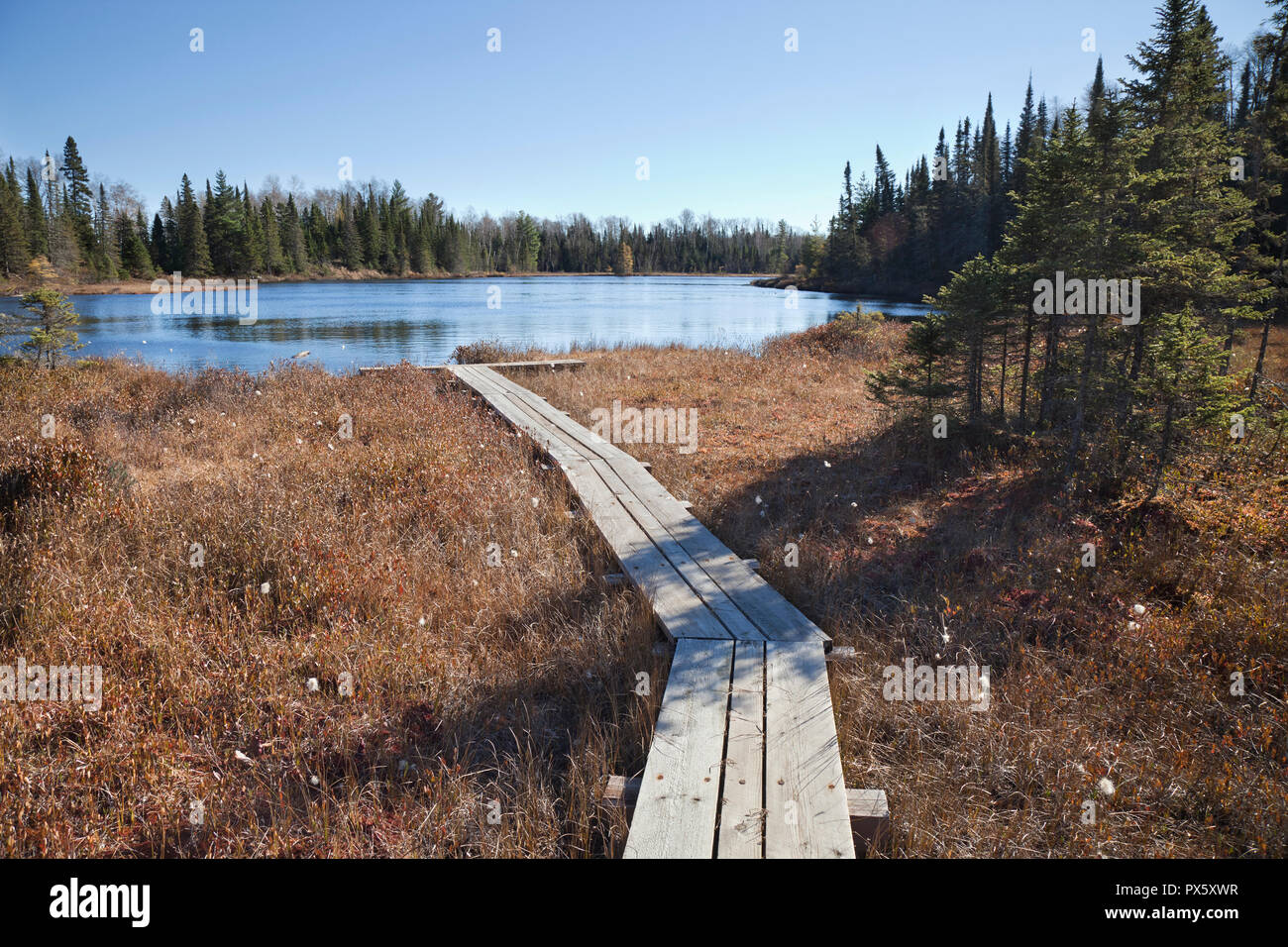 Passerella in legno che conduce attraverso una torbiera di un piccolo lago di trote nel nord del Minnesota durante l'autunno Foto Stock