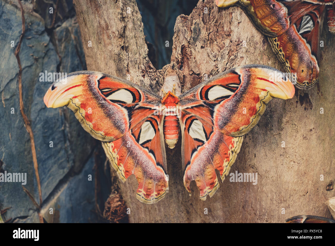 Atlas Butterfly - (Attacus Atlas), il più grande butterfly - Foto Stock