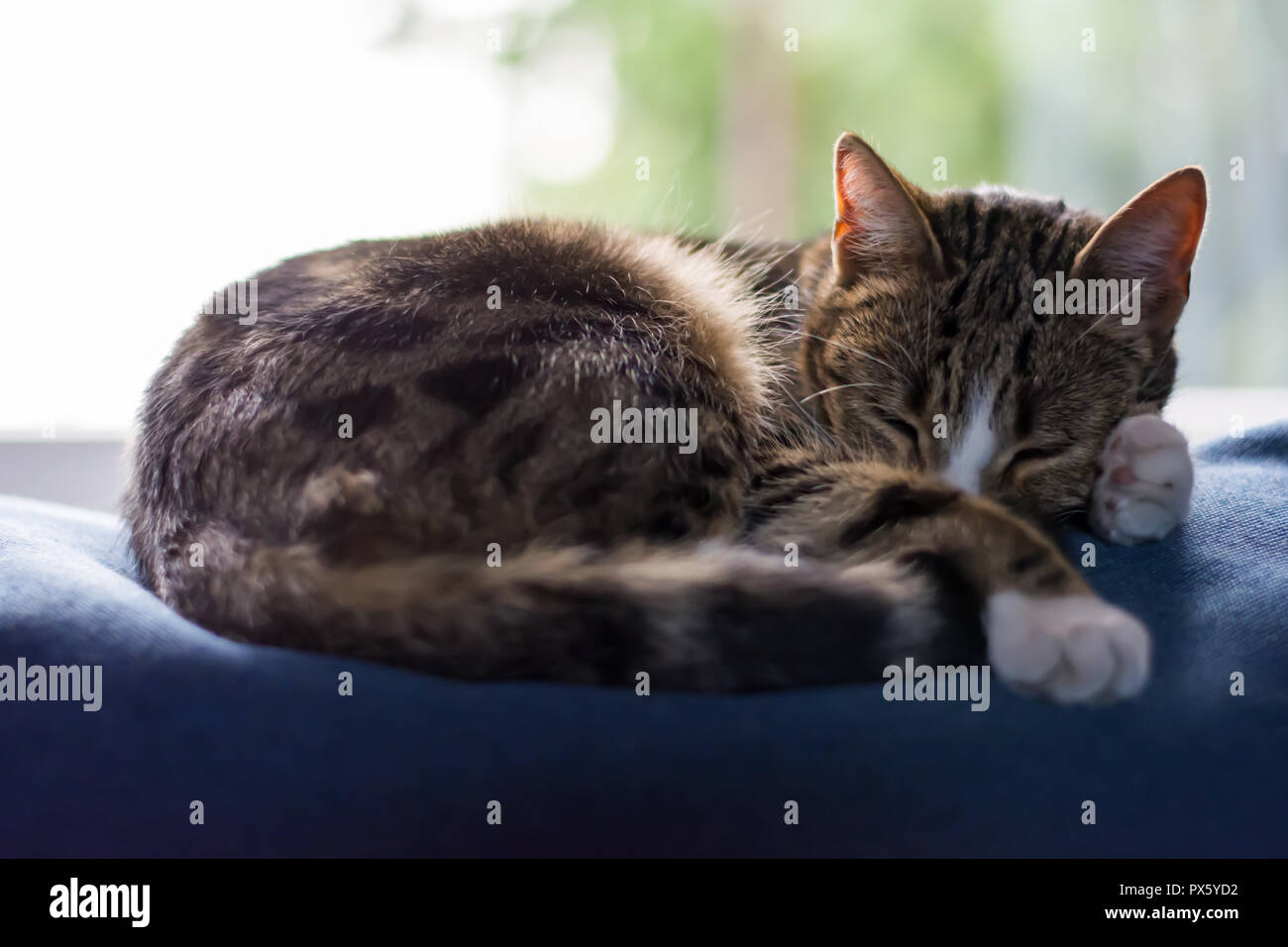 Nero, beige e bianco gatto arricciato sulla parte superiore di un divano blu, addormentarsi Foto Stock