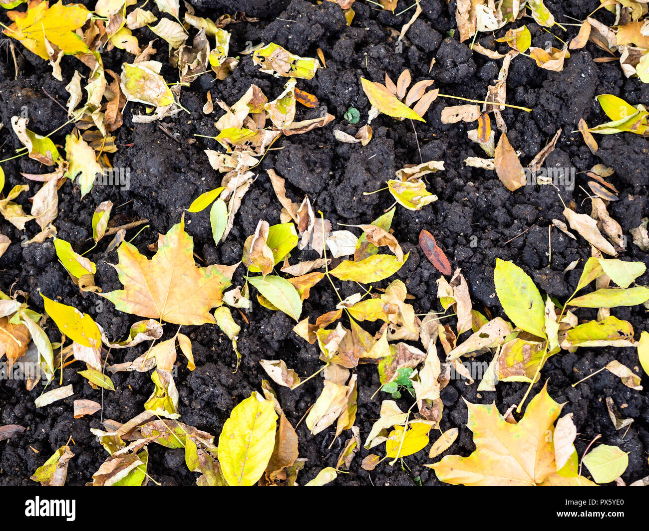 Vista superiore di varie foglie cadute su terreni arati in autunno il giorno Foto Stock