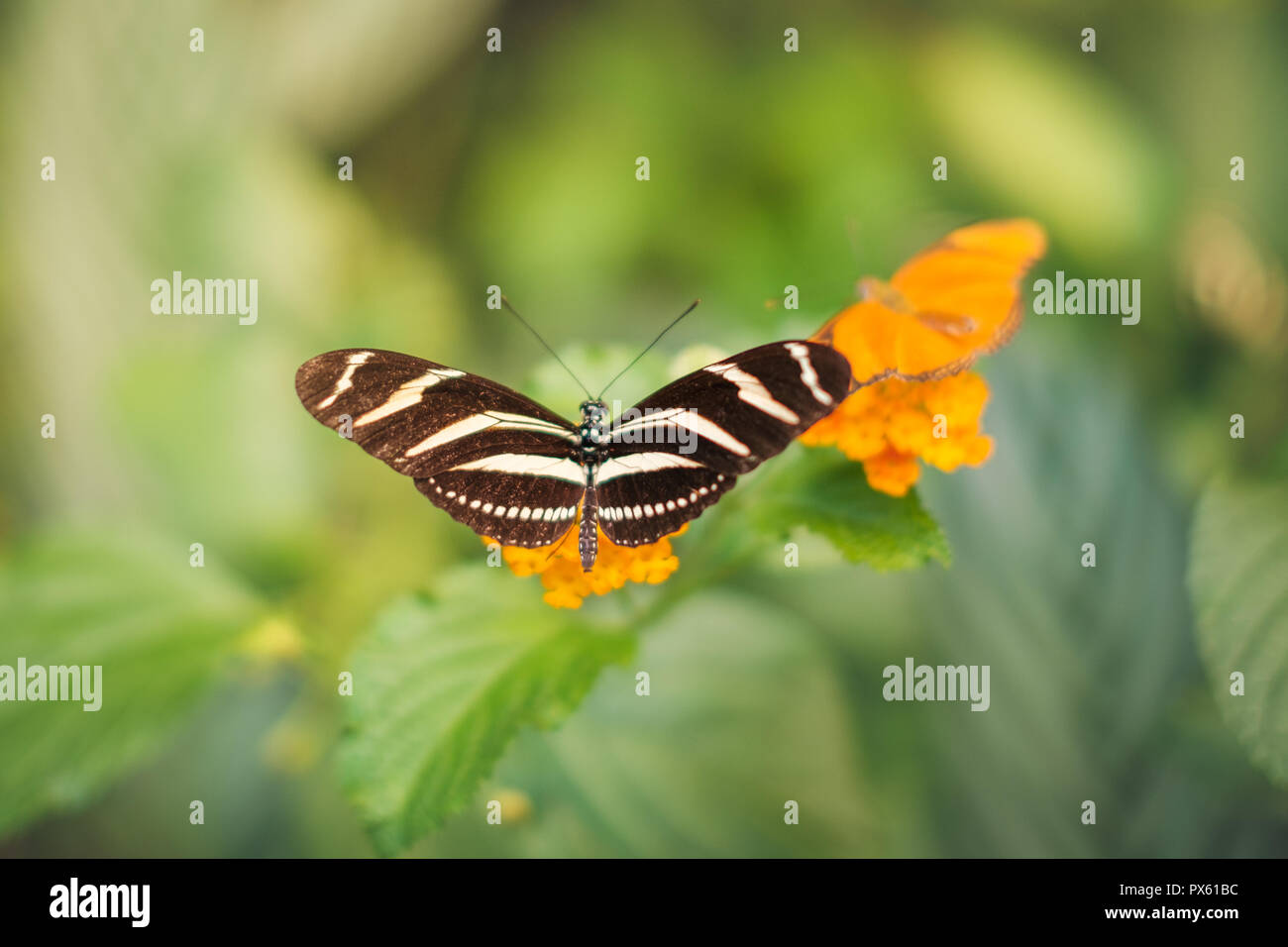 Farfalla sul fiore - Heliconius charithonia, la zebra longwing o zebra heliconian Foto Stock
