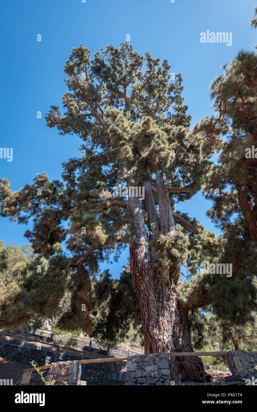 Pino gigante tronco di albero (El Pino Gordo) Foto Stock