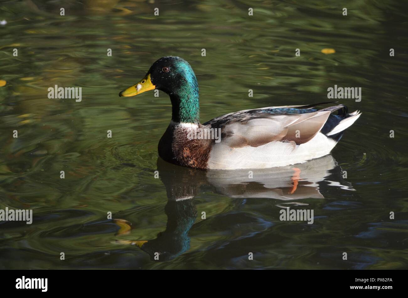 Maschio di Mallard duck con colorate e impermeabile piume esterno a nuotare in acque del lago Foto Stock