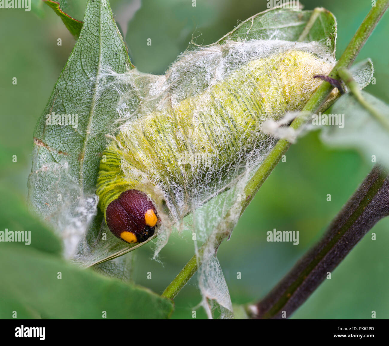 Larva (caterpillar) di argento-spotted skipper (Epargyreus clarus) entro la struttura Silken rifugio sulle foglie di American wisteria (Wisteria frutescens) nel tardo S Foto Stock