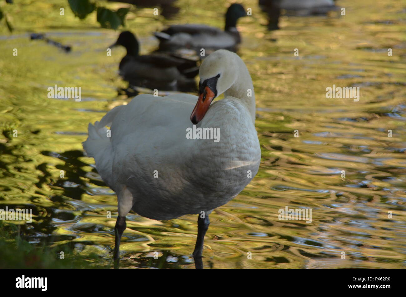 Il White Swan sfrega olio in piume per renderle impermeabili, grazioso uccello su un lago a riva, Piccole anatre (germani reali) sullo sfondo della foto Foto Stock