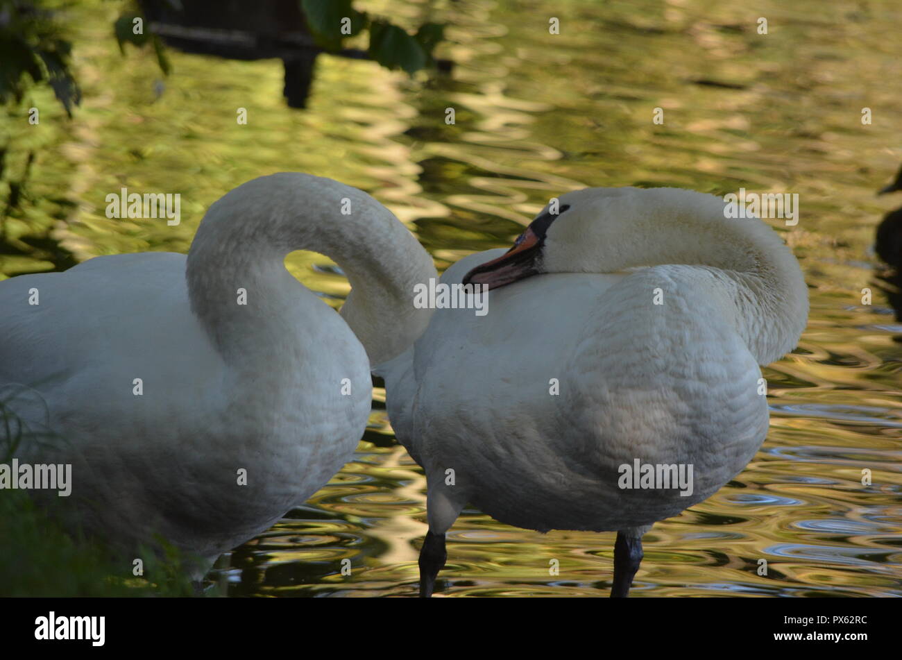 Due cigni rendere loro piume esterno impermeabile con olio e grasso, grazioso uccelli bianco stand in un parco a lago in Europa Foto Stock