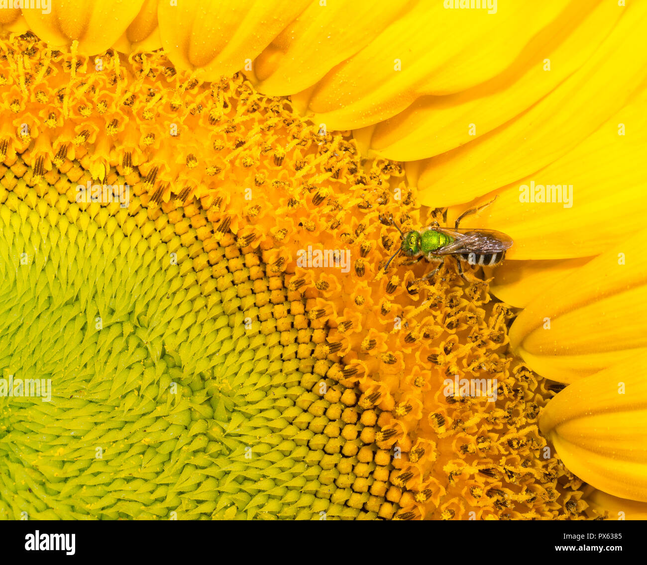 Un sudore bee nettari di frutta su minuscoli fiori singoli (disco broccoli) entro la testa di fiori di girasole. Ciò che assomigliano a grandi petali di fiori di raggi. T Foto Stock