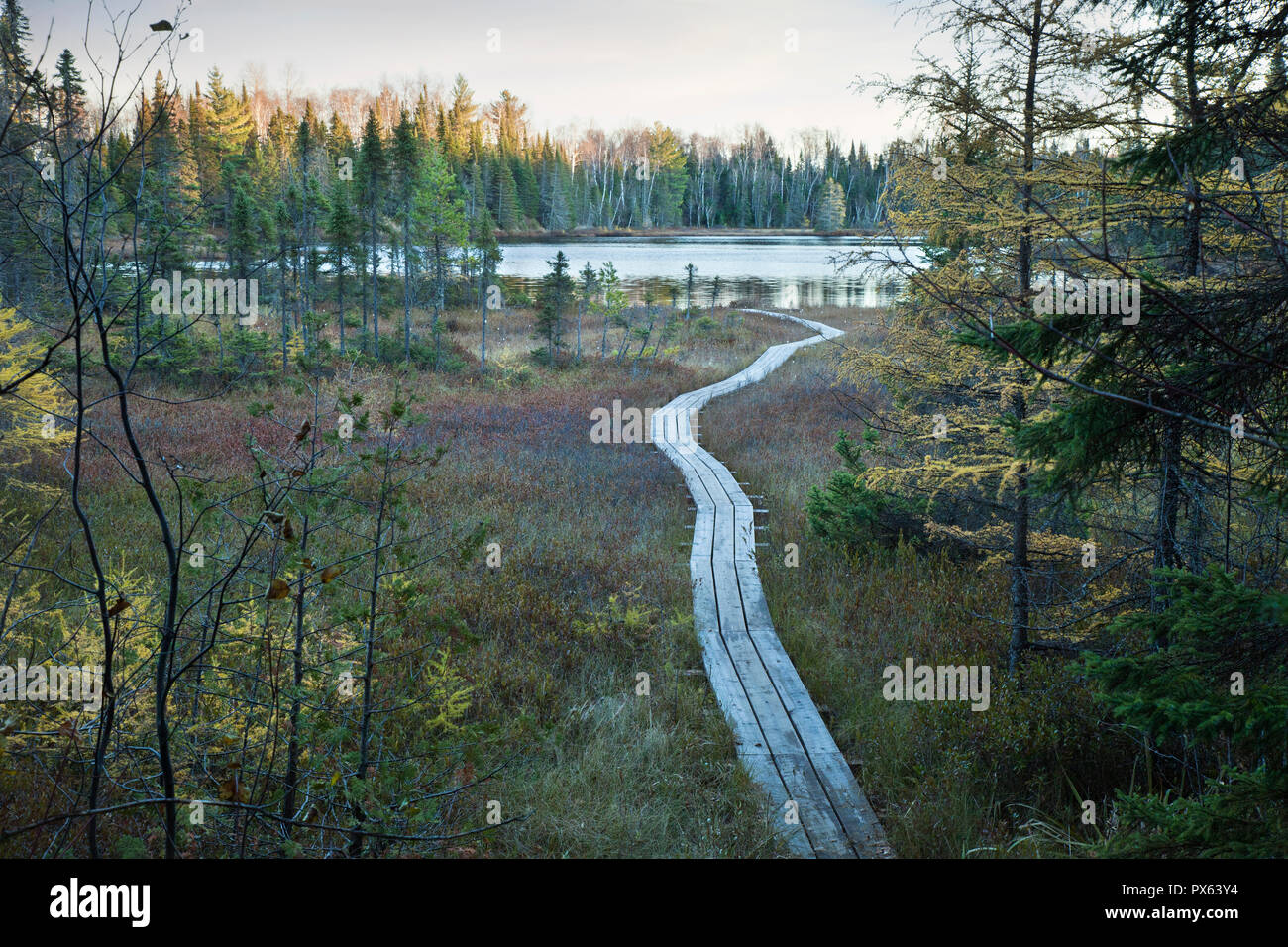 Passerella in legno che conduce attraverso una torbiera di un piccolo lago di trote nel nord del Minnesota durante l'autunno al crepuscolo Foto Stock