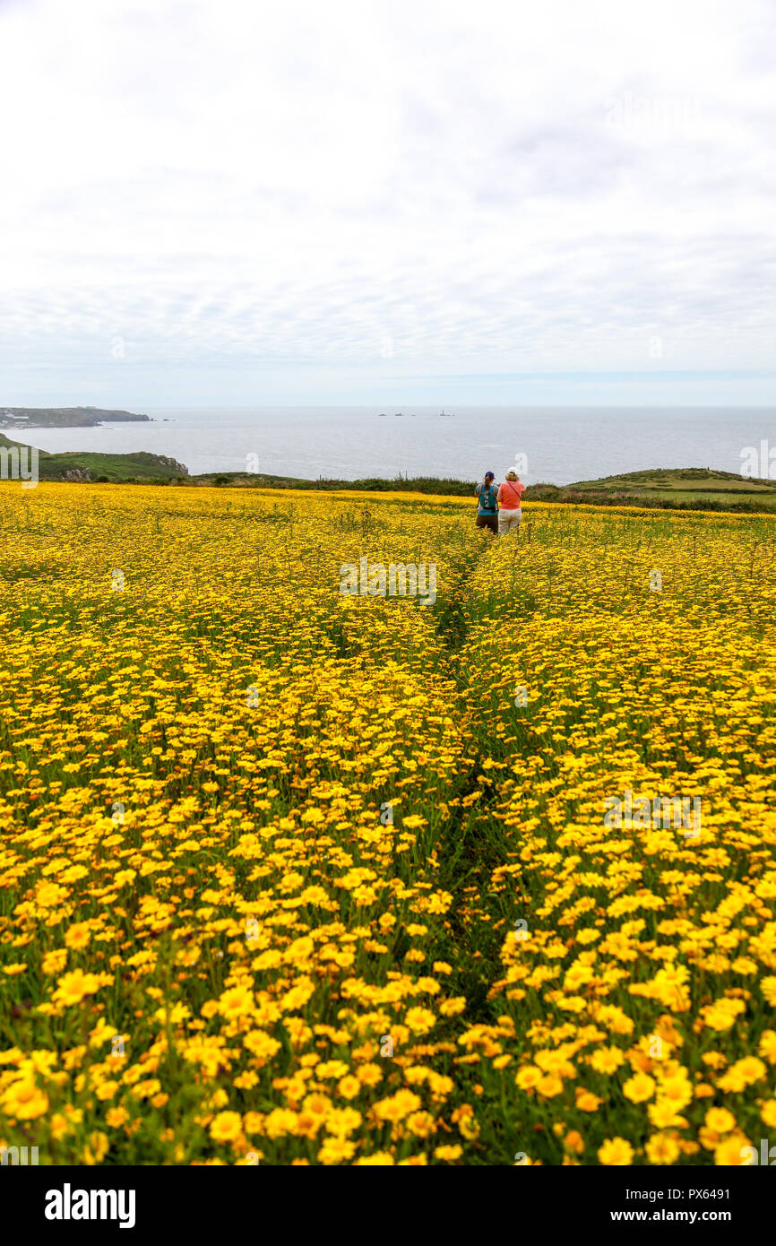 Due donne a piedi attraverso mais giallo Calendula (Glebionis segetum) fiori in un campo a San Giusto in Penwith, Cornwall, Regno Unito Foto Stock