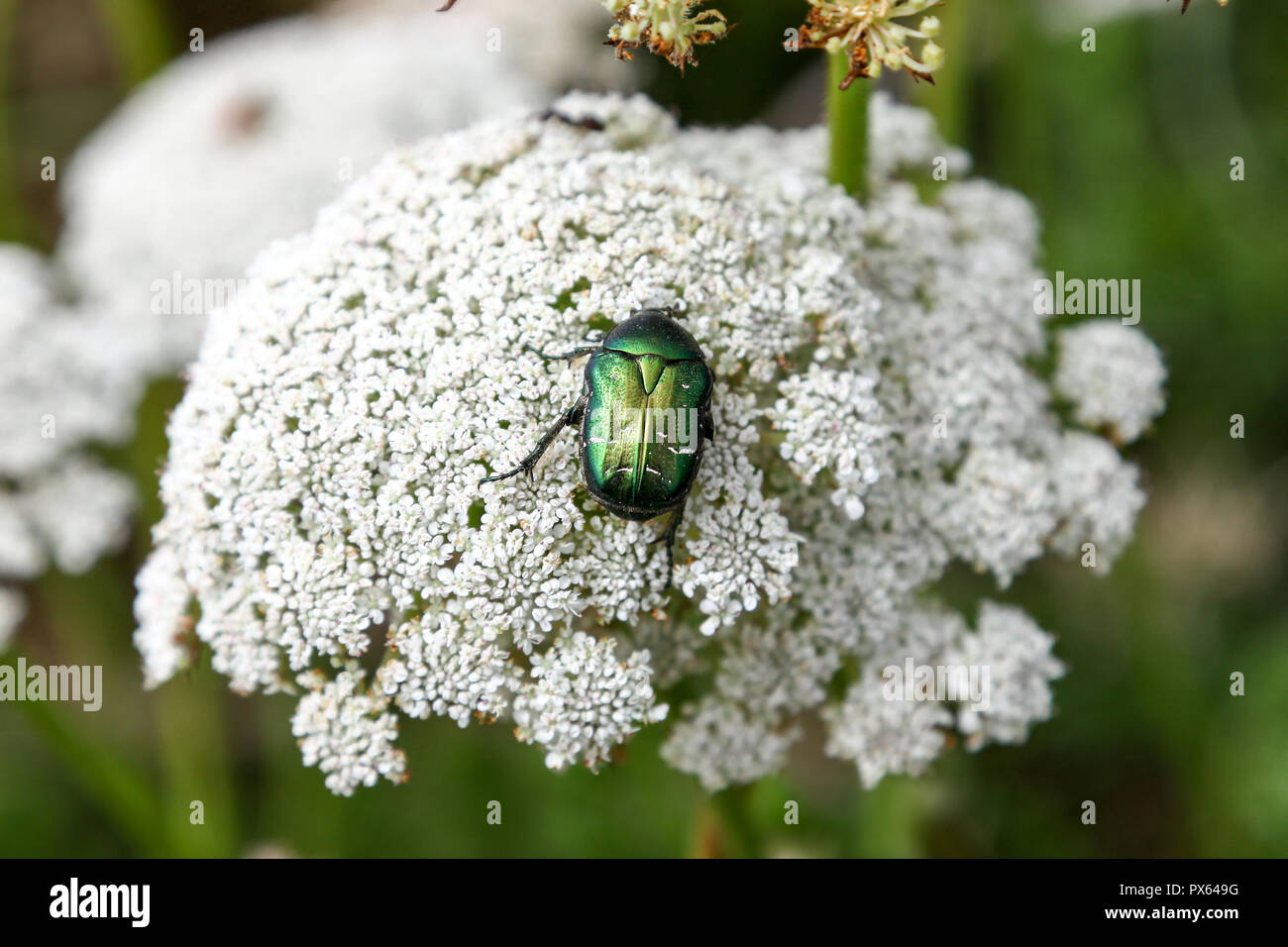 Un verde metallizzato colorato scarabeo iridescente chiamato una rosa Chafer verde o rosa (Chafer Cetonia aurata) su una mucca prezzemolo (Anthriscus sylvestris) impianto Foto Stock