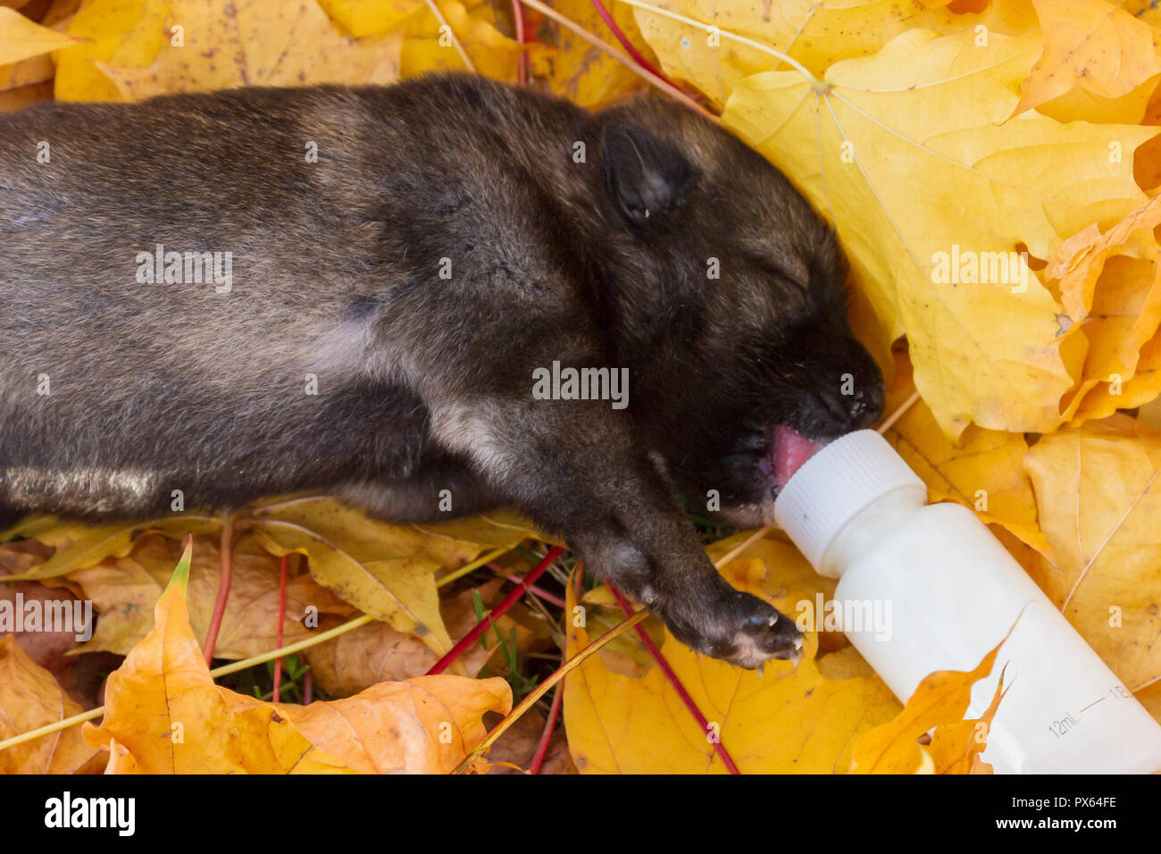 Cucciolo di cane appena nato immagini e fotografie stock ad alta