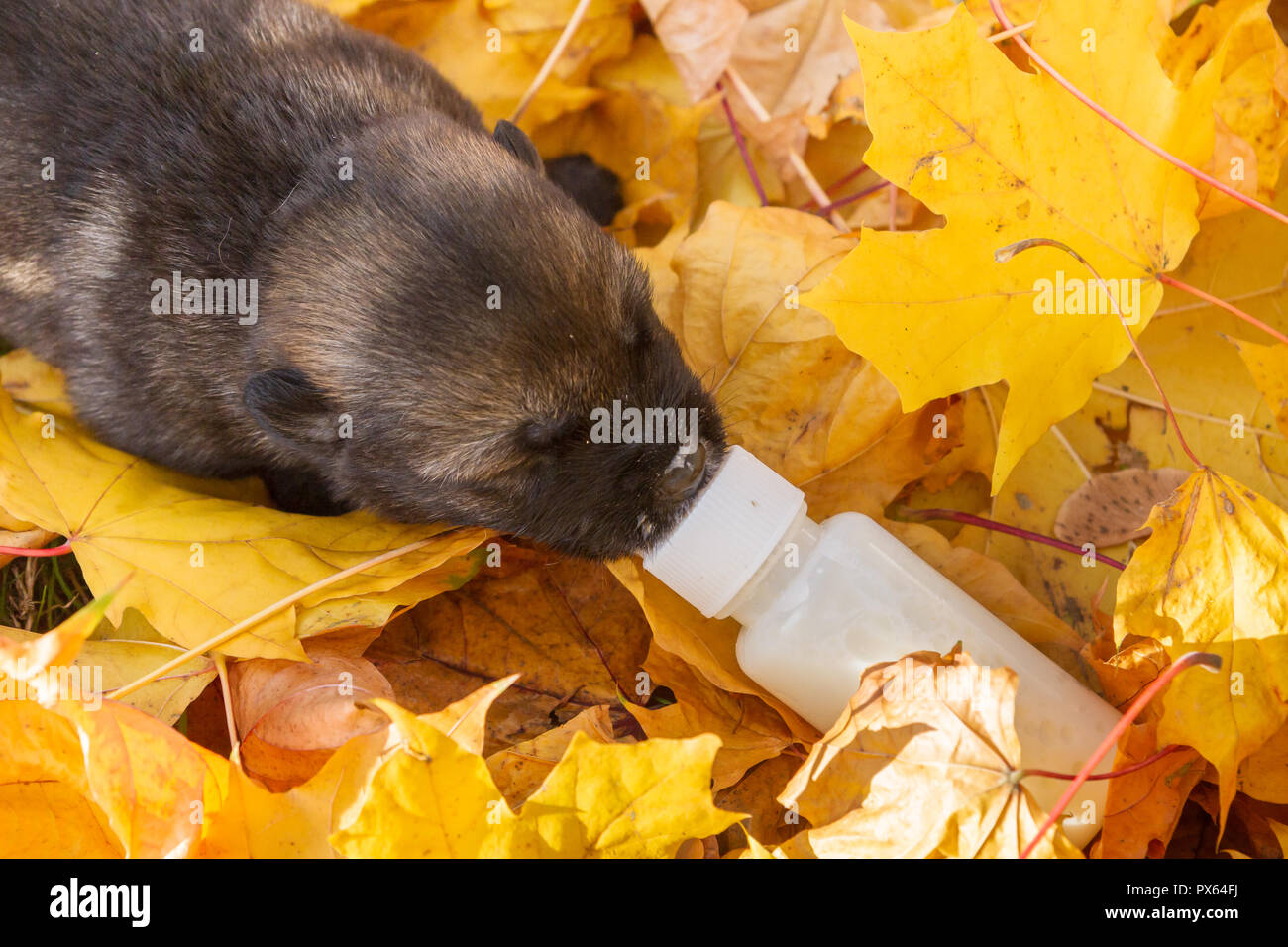 Cucciolo di cane appena nato immagini e fotografie stock ad alta