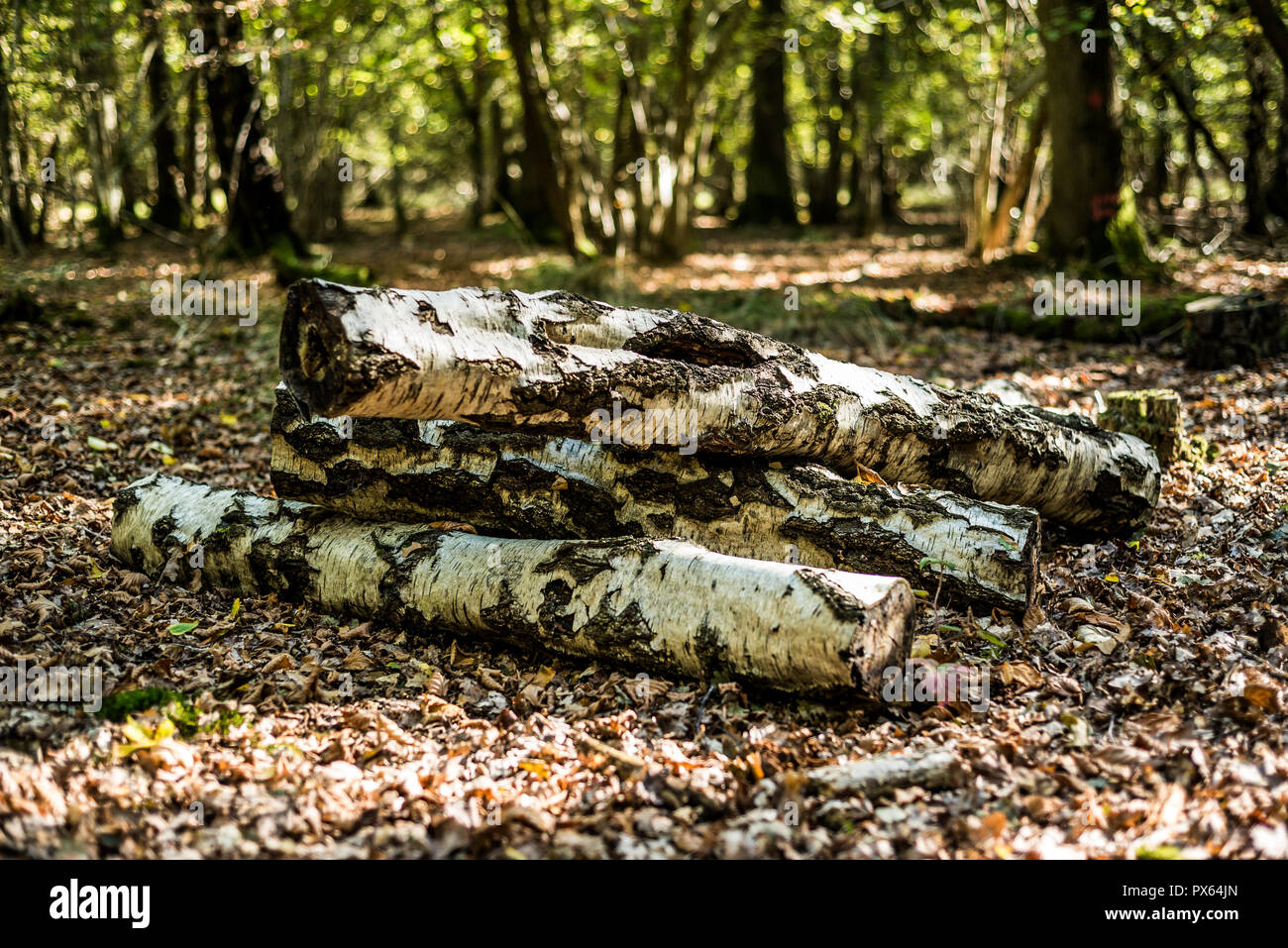 Tagliare rotoli impilati per garantire un habitat naturale per gli insetti e fauna selvatica. Argento tronchi di betulla. Foto Stock