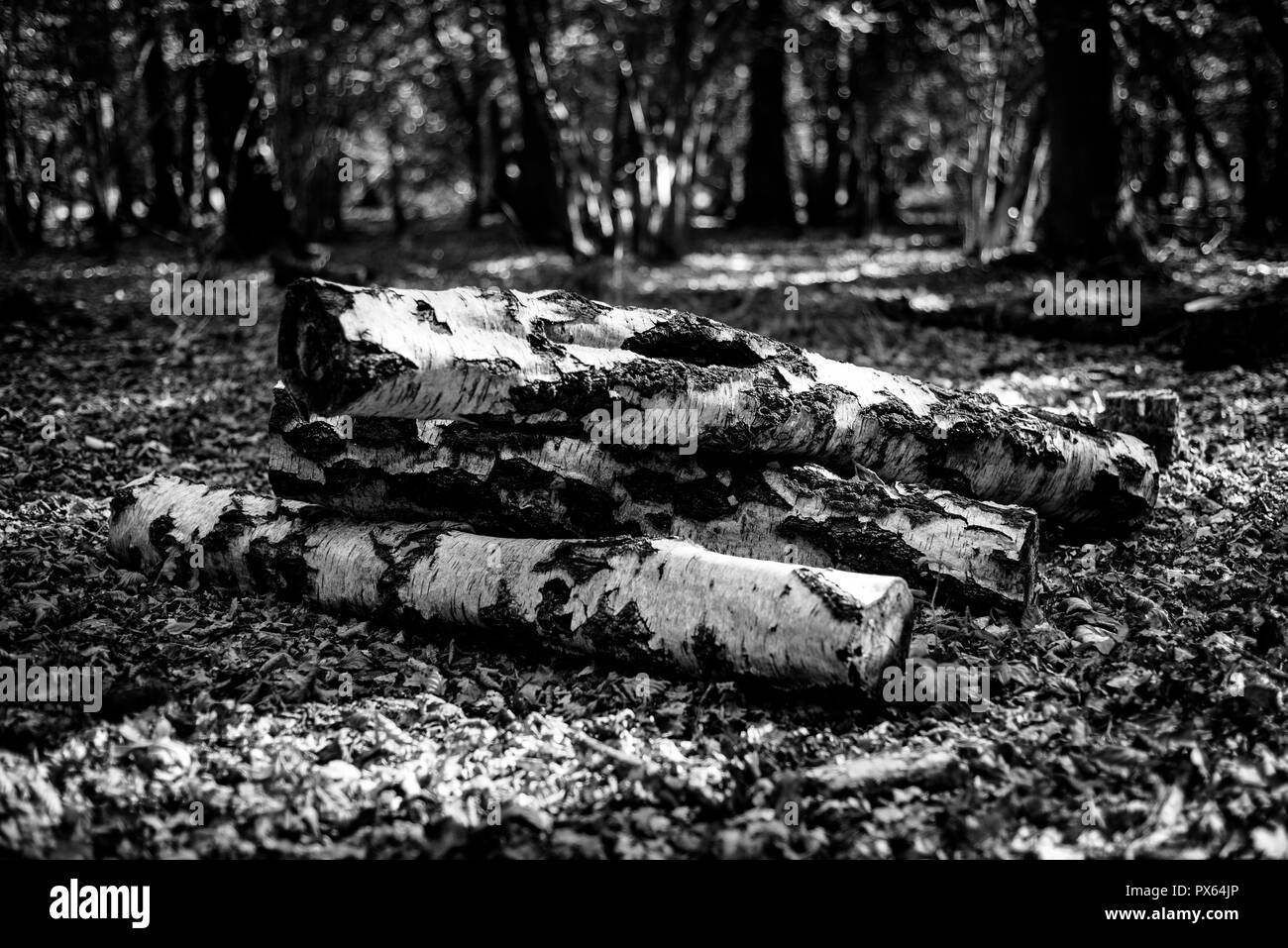 Tagliare rotoli impilati per garantire un habitat naturale per gli insetti e fauna selvatica. Argento tronchi di betulla. Foto Stock