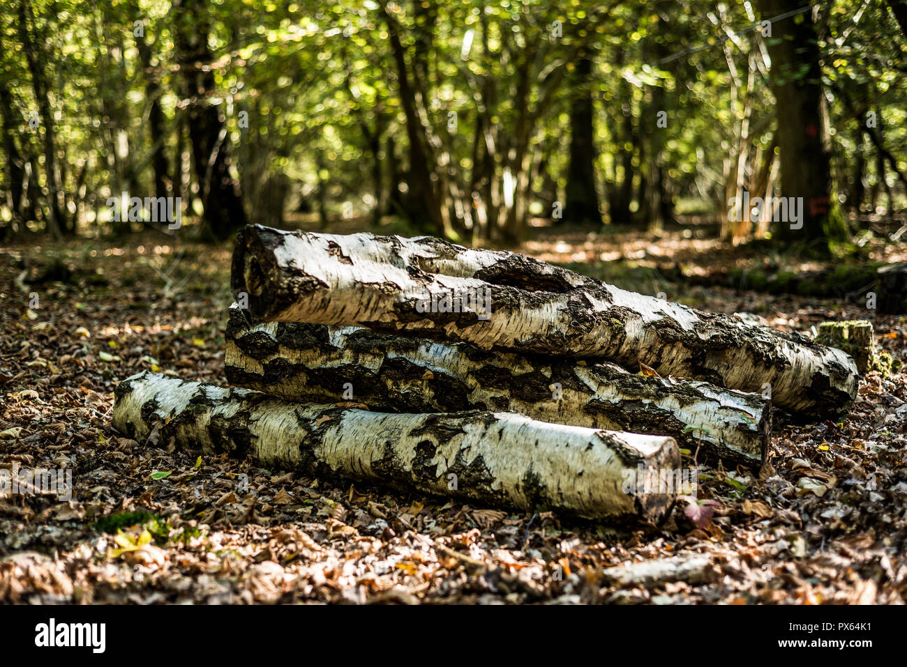 Tagliare rotoli impilati per garantire un habitat naturale per gli insetti e fauna selvatica. Argento tronchi di betulla. Foto Stock