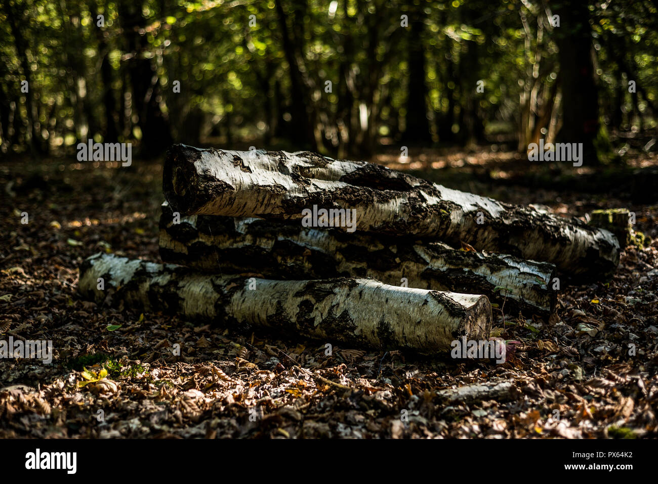 Tagliare rotoli impilati per garantire un habitat naturale per gli insetti e fauna selvatica. Argento tronchi di betulla. Foto Stock