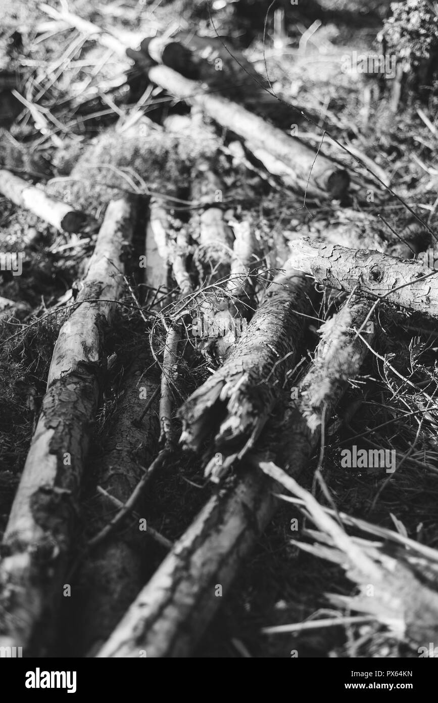 Disboscate ambiente boschivo. Registrazione/ambiente/industria. Foto Stock