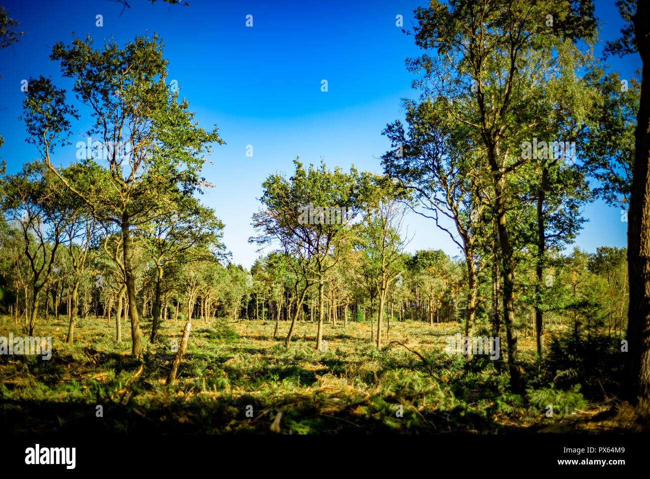 Disboscate ambiente boschivo. Registrazione/ambiente/industria. Foto Stock
