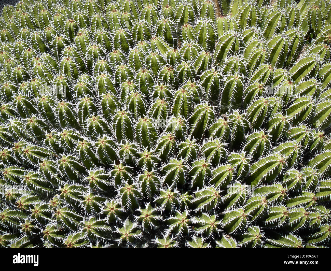 Close-up di un impulso breve cactus verde Foto Stock