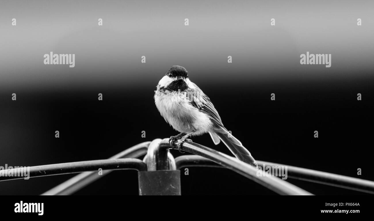 Piccolo Finch in bianco e nero Foto Stock